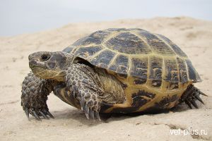 Содержание и кормление сухопутной черепахи