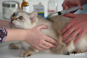 О необходимости вакцинации кошек и собак