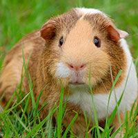 Морские свинки