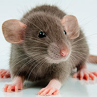 Крысы