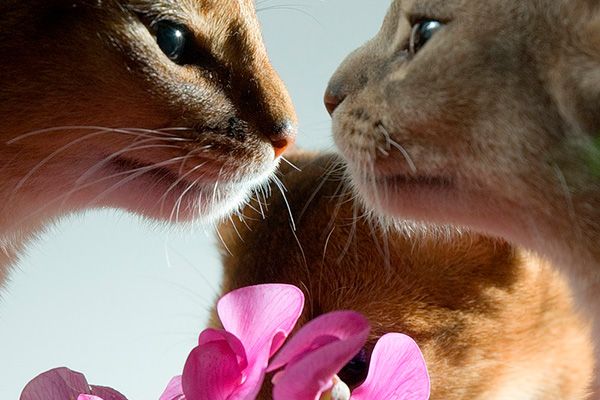 Если кошка «просит» кота или кот «просит» кошку | Блог | Первоуральский  ветеринарный центр ВЕТ+