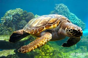 Содержание и кормление водной черепахи
