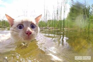 Почему кошки боятся воды?