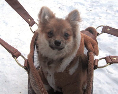Готовим животное к зиме